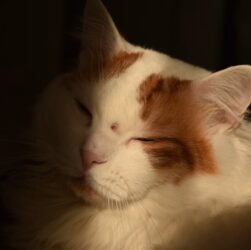 Jangan Salah Pilih, Ini Ciri-Ciri Kucing Anggora Asli yang Perlu Diketahui Jangan Salah Pilih, Ini Ciri-Ciri Kucing Anggora Asli yang Perlu Diketahui