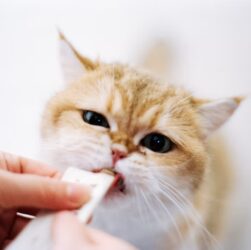 Vitamin Kucing untuk Menjaga Kesehatan Kulit dan Bulu Vitamin Kucing untuk Menjaga Kesehatan Kulit dan Bulu