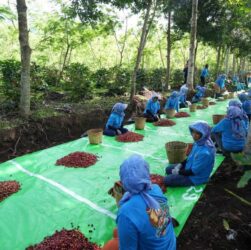 Holding Perkebunan Nusantara Perkuat Diversifikasi Agribisnis, Produksi Kopi PTPN IV PalmCo Melonjak 225 Persen Holding Perkebunan Nusantara Perkuat Diversifikasi Agribisnis, Produksi Kopi PTPN IV PalmCo Melonjak 225 Persen